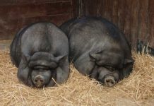 Maialino nano Vietnamita