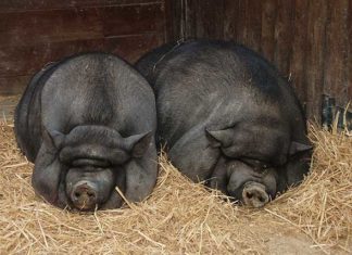 Maialino nano Vietnamita