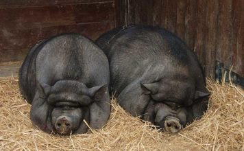 Maialino nano Vietnamita