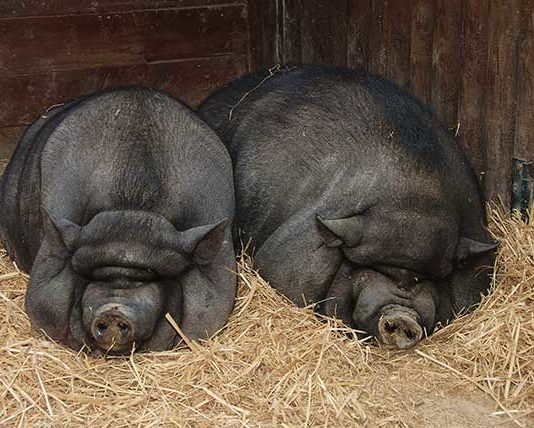 Maialino nano Vietnamita