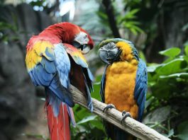 Pappagalli da compagnia