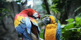 Pappagalli da compagnia