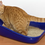 Scegliere la lettiera per il gatto