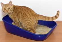 Scegliere la lettiera per il gatto