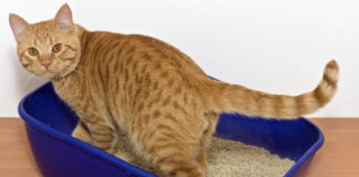 Scegliere la lettiera per il gatto