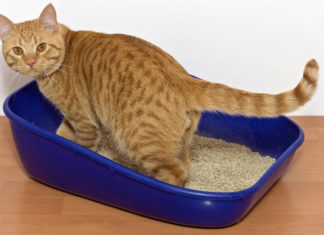 Scegliere la lettiera per il gatto