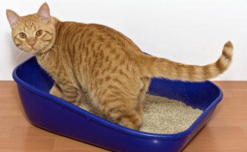 Scegliere la lettiera per il gatto