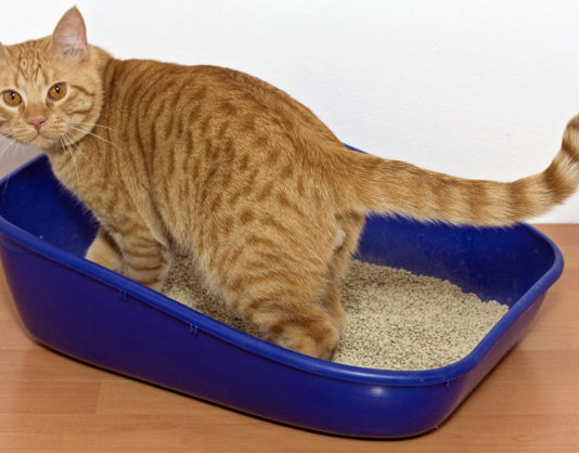 Scegliere la lettiera per il gatto