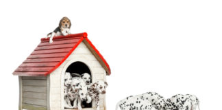 Scegliere la cuccia per il cane