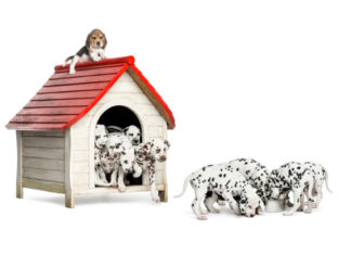 Scegliere la cuccia per il cane