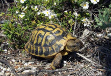 La Tartaruga di terra