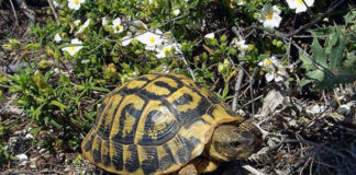 La Tartaruga di terra