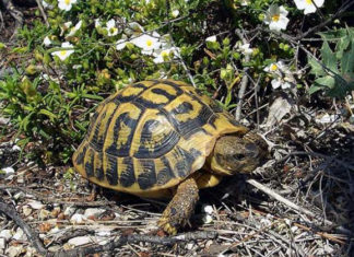 La Tartaruga di terra