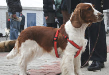 La pettorina per il cane