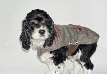 Il cappottino per cani