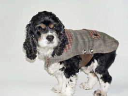 Il cappottino per cani