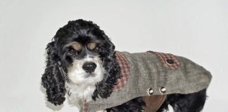 Il cappottino per cani