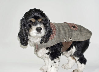 Il cappottino per cani