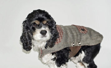 Il cappottino per cani