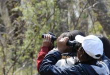 Le basi di birdwatching coi bambini