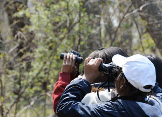 Le basi di birdwatching coi bambini