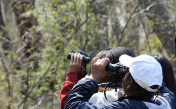 Le basi di birdwatching coi bambini