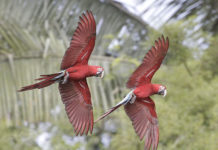 Il Manu National Park