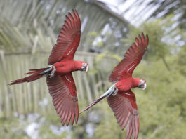 Il Manu National Park