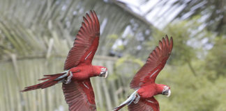 Il Manu National Park