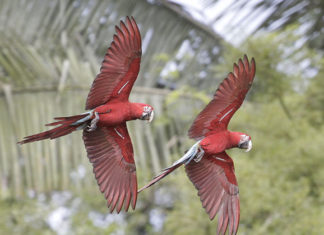 Il Manu National Park