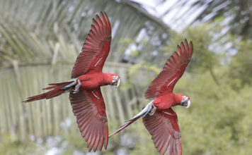Il Manu National Park