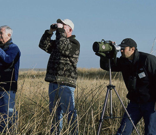 Guida e vestiario per chi inizia a fare birdwatching