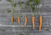 Orto in cassetta fai da te