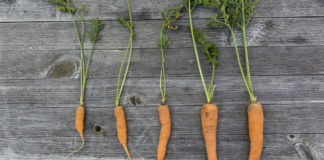 Orto in cassetta fai da te