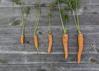 Orto in cassetta fai da te