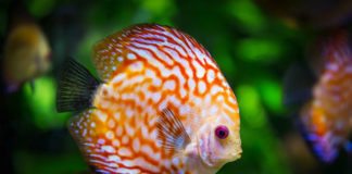 Pesciolini da acquario: quali scegliere e caratteristiche