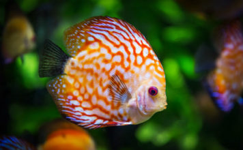Pesciolini da acquario: quali scegliere e caratteristiche