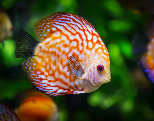 Pesciolini da acquario: quali scegliere e caratteristiche