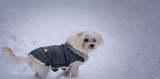 Inverno e freddo, i consigli per proteggere gli amati cani