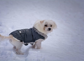 Inverno e freddo, i consigli per proteggere gli amati cani