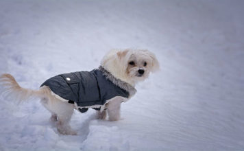 Inverno e freddo, i consigli per proteggere gli amati cani