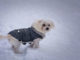 Inverno e freddo, i consigli per proteggere gli amati cani