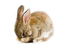 Il coniglio è un mammifero facente parte della famiglia dei leporidi, sottoinsieme dell’ordine dei lagomorfi.