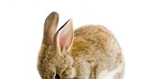 Il coniglio è un mammifero facente parte della famiglia dei leporidi, sottoinsieme dell’ordine dei lagomorfi.