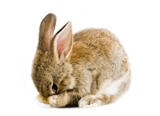 Il coniglio è un mammifero facente parte della famiglia dei leporidi, sottoinsieme dell’ordine dei lagomorfi.