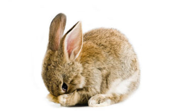 Il coniglio è un mammifero facente parte della famiglia dei leporidi, sottoinsieme dell’ordine dei lagomorfi.