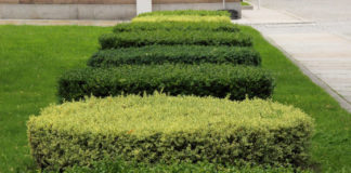 Quando potare le siepi? Dipende dalla pianta Quando potare siepi