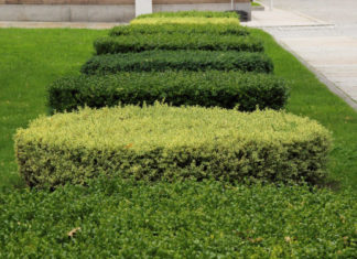 Quando potare le siepi? Dipende dalla pianta Quando potare siepi