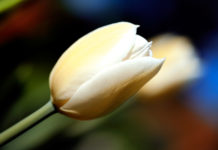 Autofocus (AF) 1055 0 autofocus