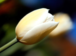 Autofocus (AF) 1055 0 autofocus